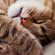 Лечение ушного клеща у кошек