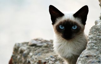 сиамская кошка